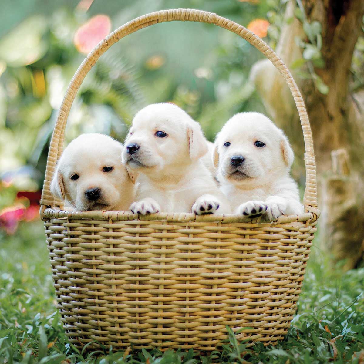 Bucket Raffle